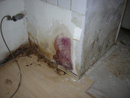 Schimmelbefall an Kellerwand